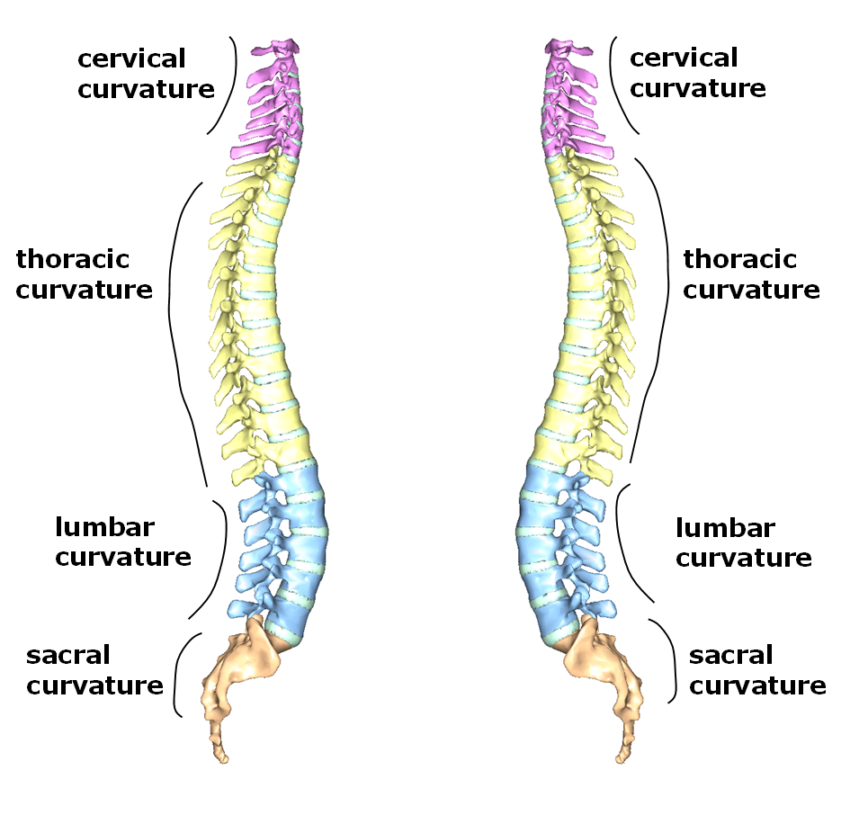 Spine (Vertebral Column) – Bones, Anatomy, Labeled, 51% OFF