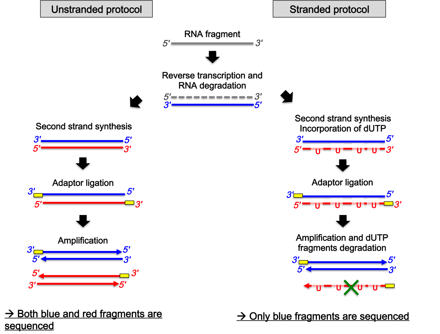 What Direction Is The Template Strand Read