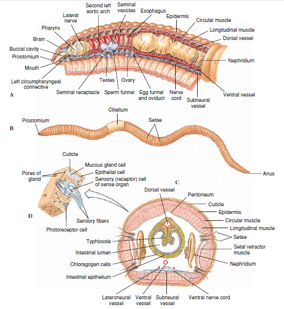 Earthworm Anatomy Label The Diagram