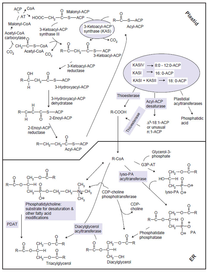 TAG Synthesis