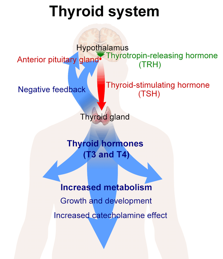 Before You Take Any Iodine Supplement, Read This! | BioDesign Wellness ...