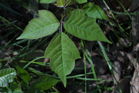 Poisonous plants