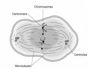 Metaphase