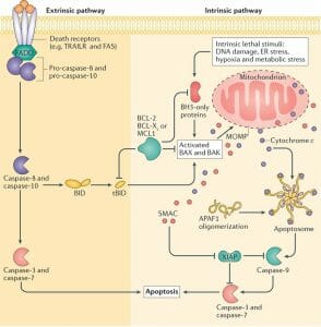 Extrinsic and intrinsic apoptotic signalling pathways