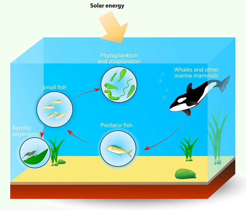 [LS2-3] Energy and Matter Cycles | Biology Dictionary