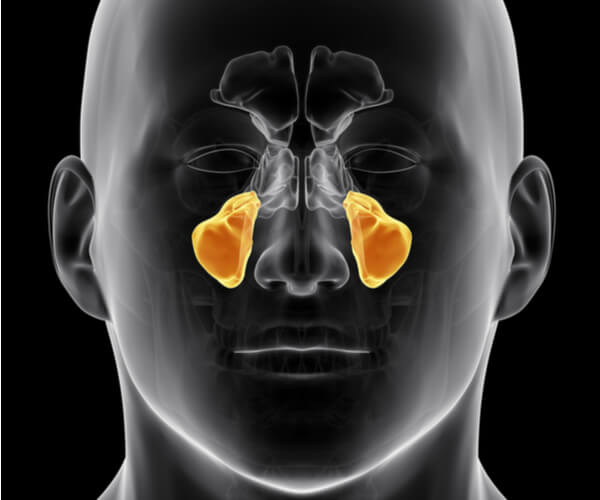 Maxillary Sinus Bone