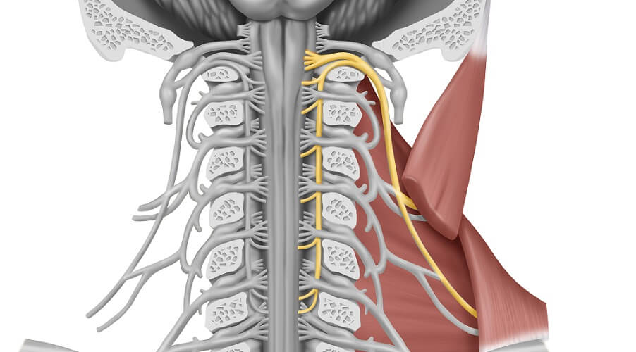 Trapezius Muscle - The Definitive Guide | Biology Dictionary