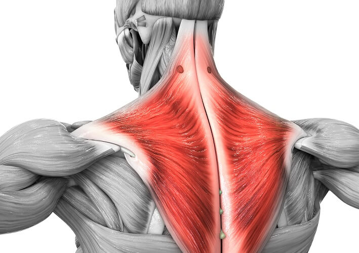 Trapezius Muscle: Anatomy, Function, Pain Causes | vlr.eng.br