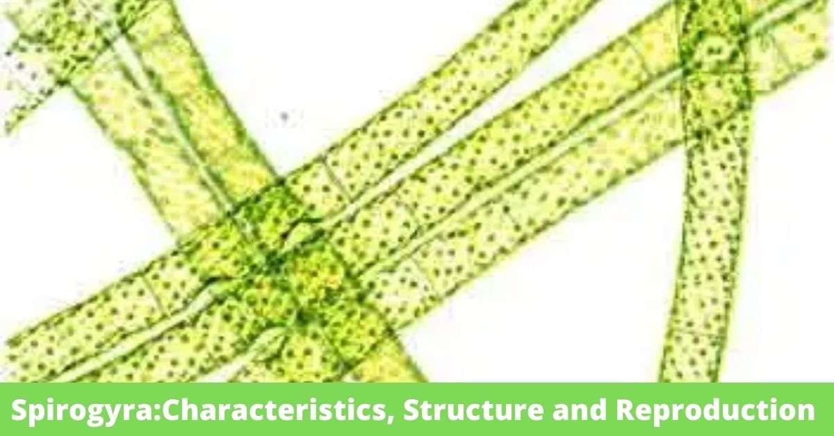 SpirogyraCharacteristics, Structure and Reproduction