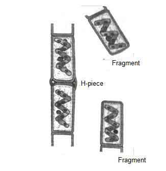 image of Fragmentation of Spirogyra