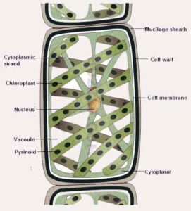 image of Vegetative structure of Spirogyra