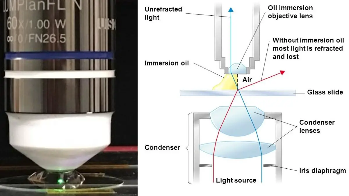 Oil Immersion Technique