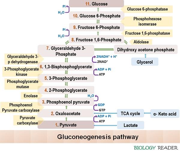 Gluconeogenesis pathway