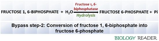 bypass step-2 of gluconeogenesis