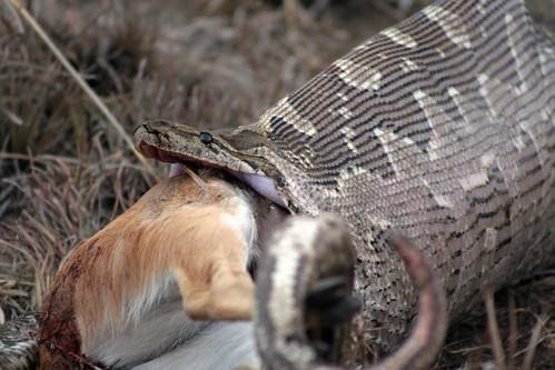 Rock python swallowing antelope