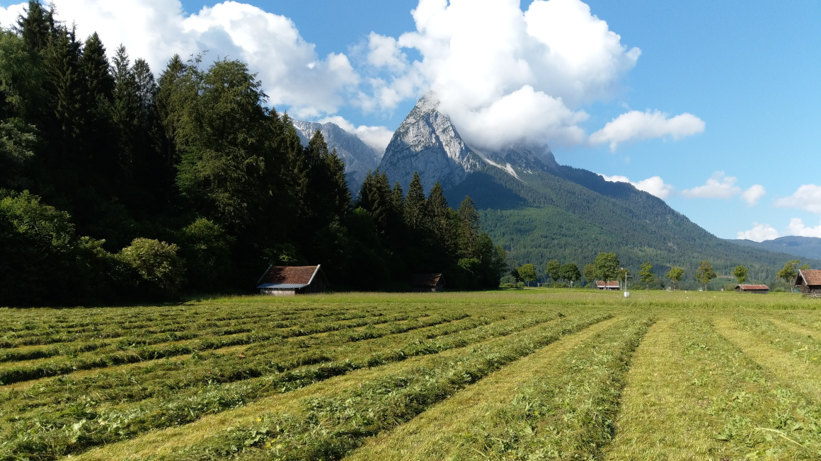 Grünland in den Alpen