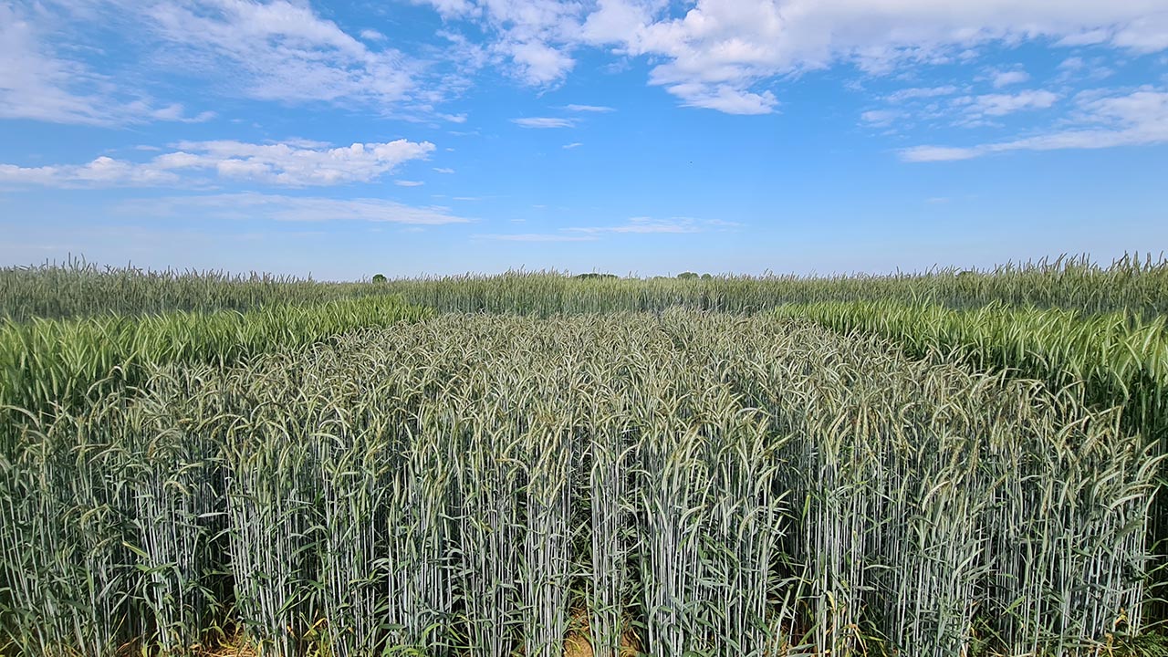 Feld mit unterschiedlichen Getreidepflanzen mit ähnlicher Wuchshöhe