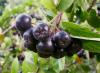 aronia, beeren, flavanoids, 