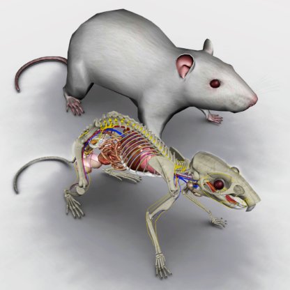 Rat Anatomy Chart Poster Laminated | stickhealthcare.co.uk