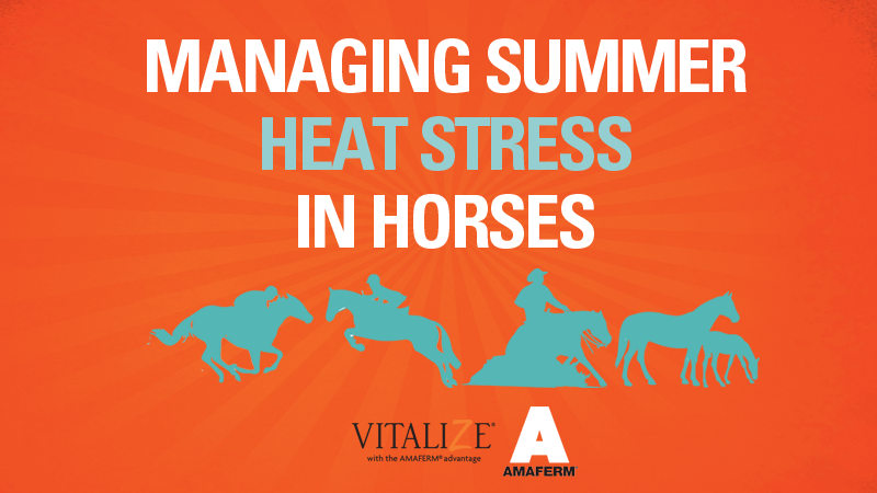 Tips for Summer Heat Stress