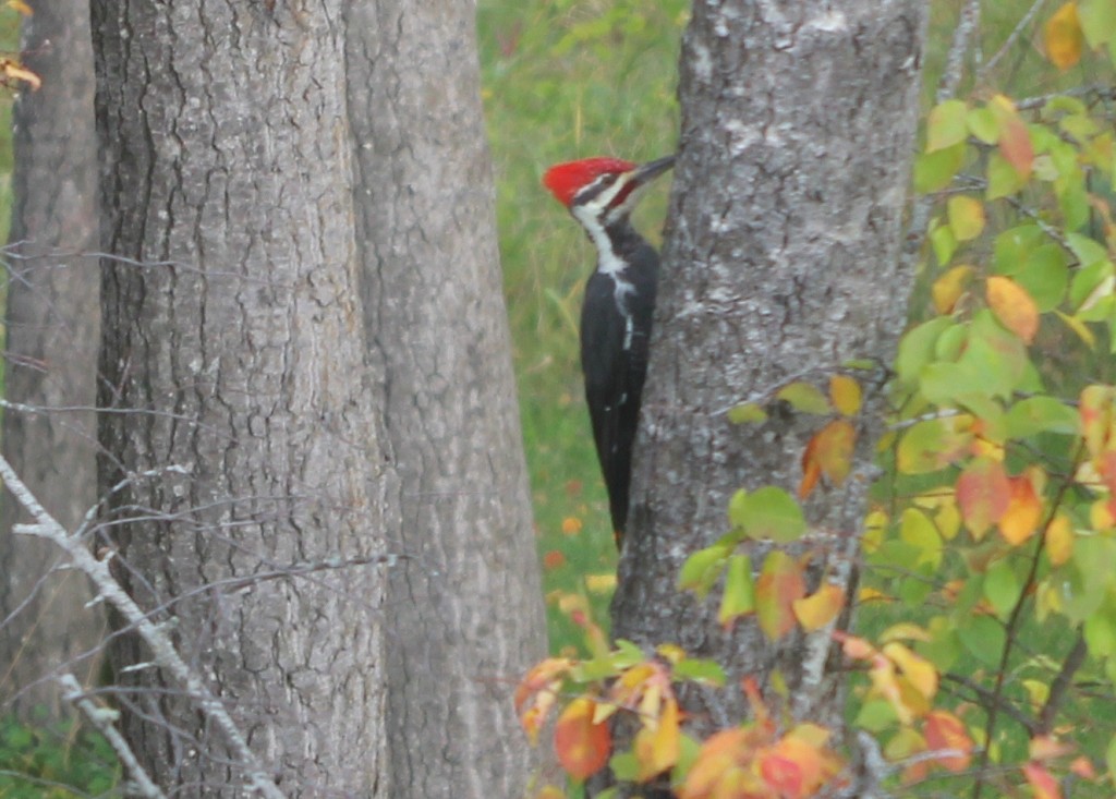 Pileated Woodpecker 