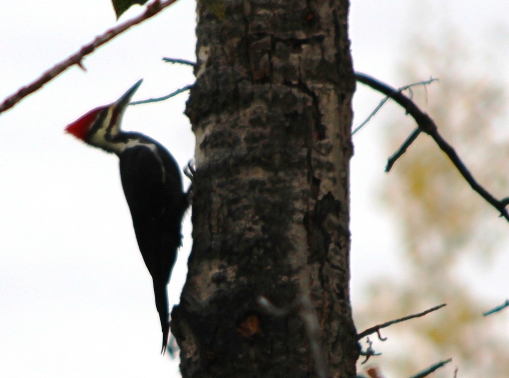 Pileated woodpecker