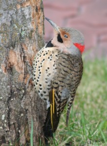 Yellow-Shafted Northern Flicker