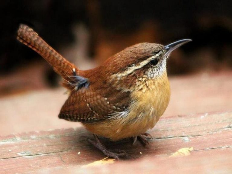 11 Small Birds with Long Beaks