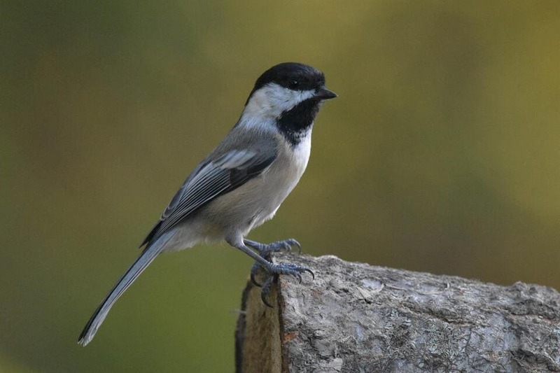 Black-capped Chickadee