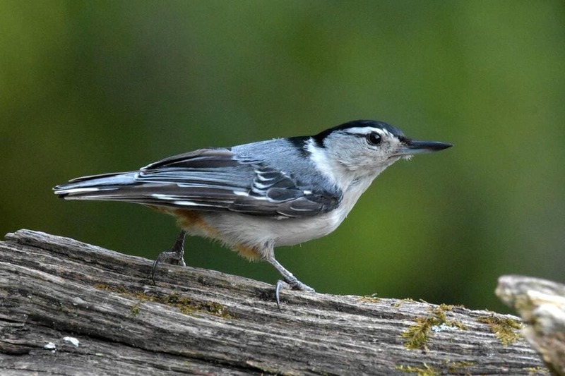 White-breasted Nuthatch