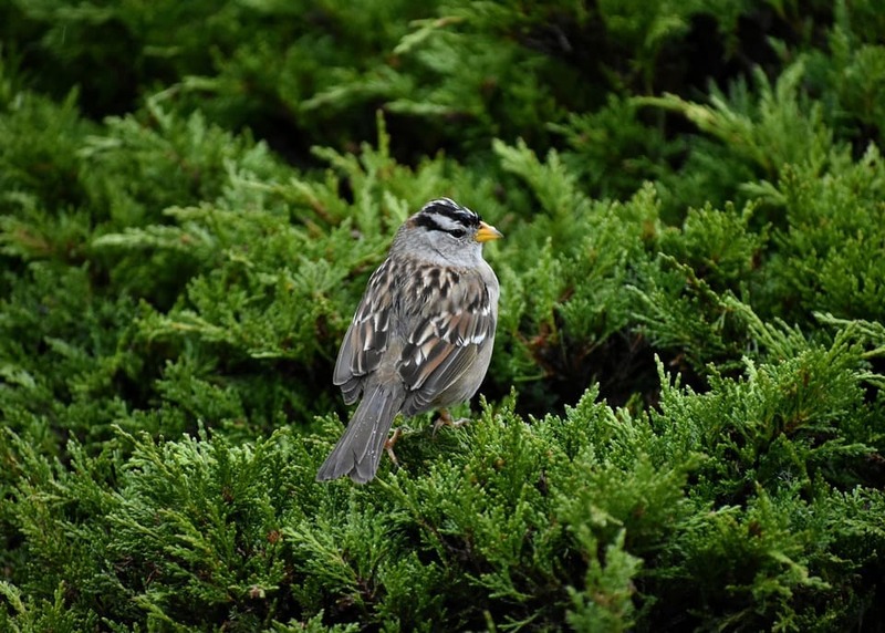 White-crowned Sparrow