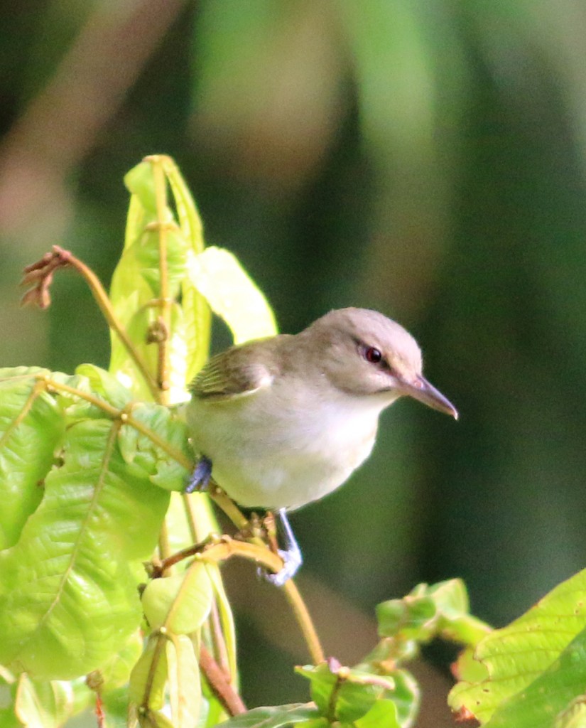 Black-whiskered Vireo2