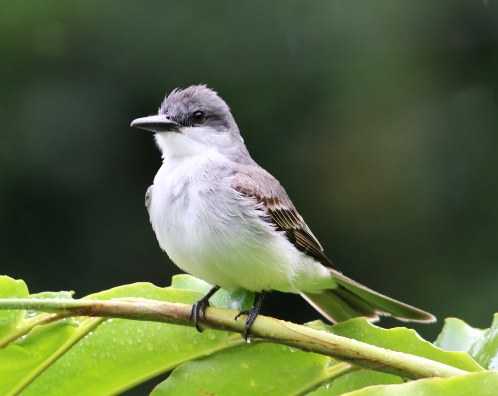 Gray Kingbird