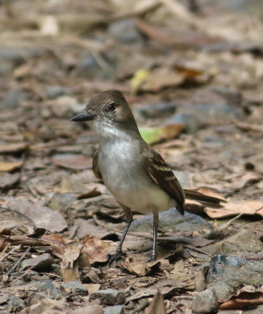 Puerto Rican Flycatcher3