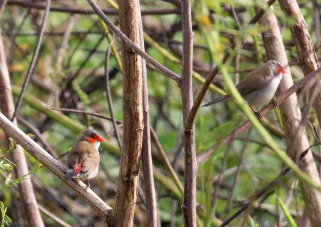 Waxbills