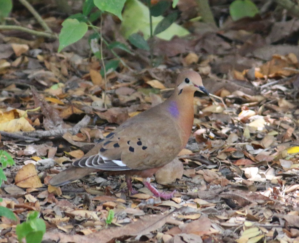 Zenaida Dove