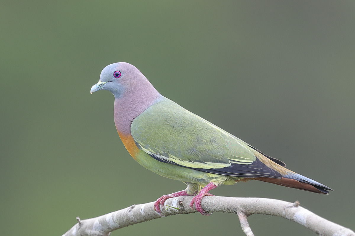 Birds of Singapore Blog image