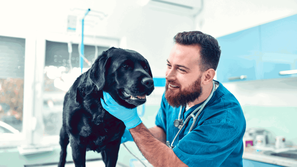 a veterinarian checking a a black Labrador's tonsils