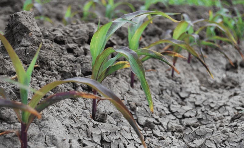 fósforo para plantas