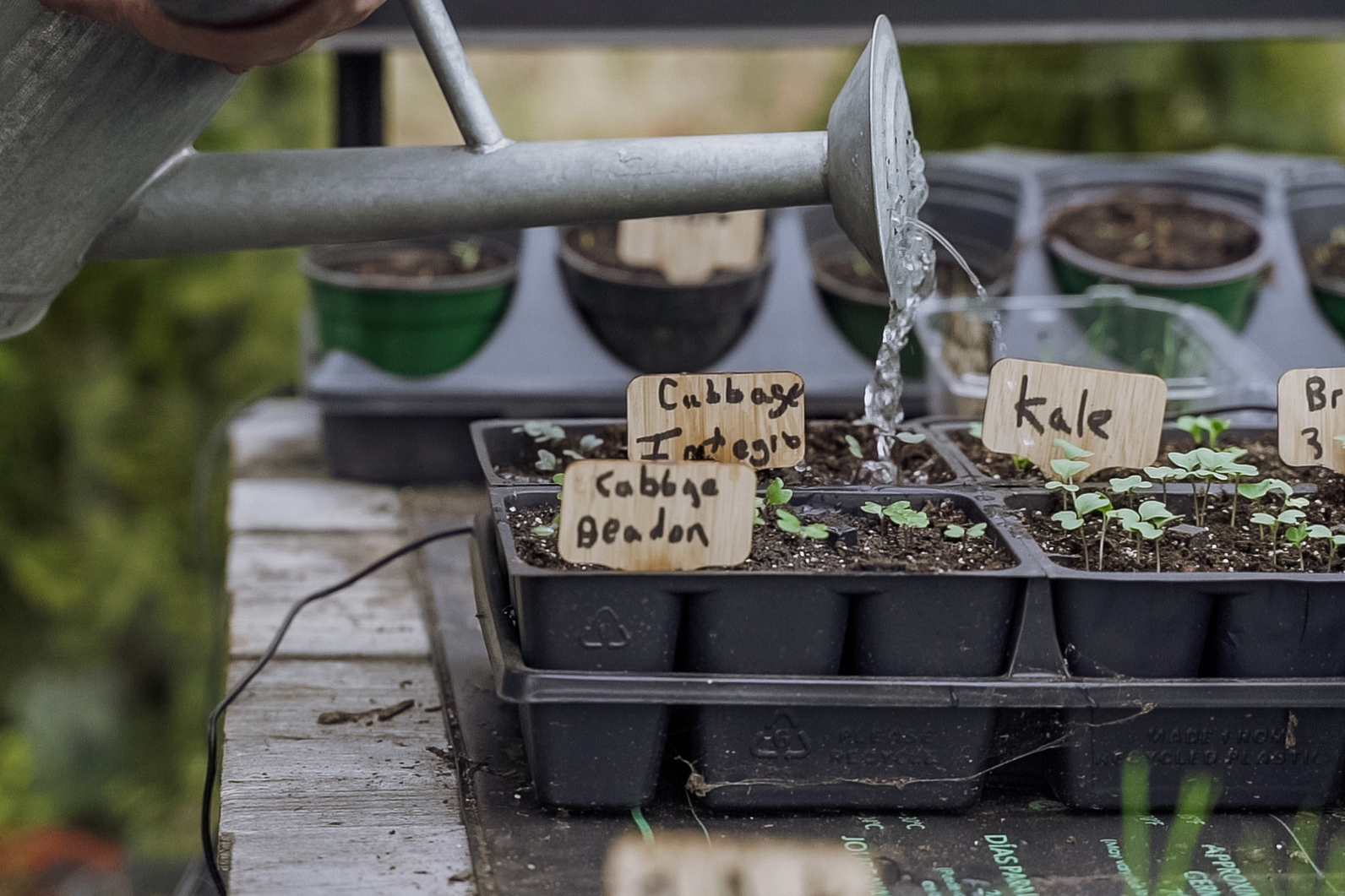 Seeds sprouting 