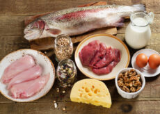 high-protein diet foods