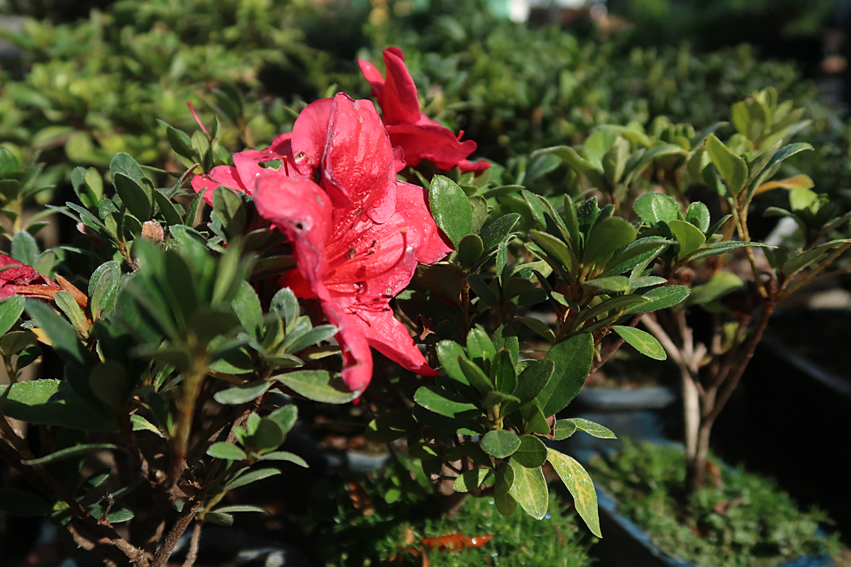 Azalea Bonsai Archives - Eastern Leaf Knowledge Base