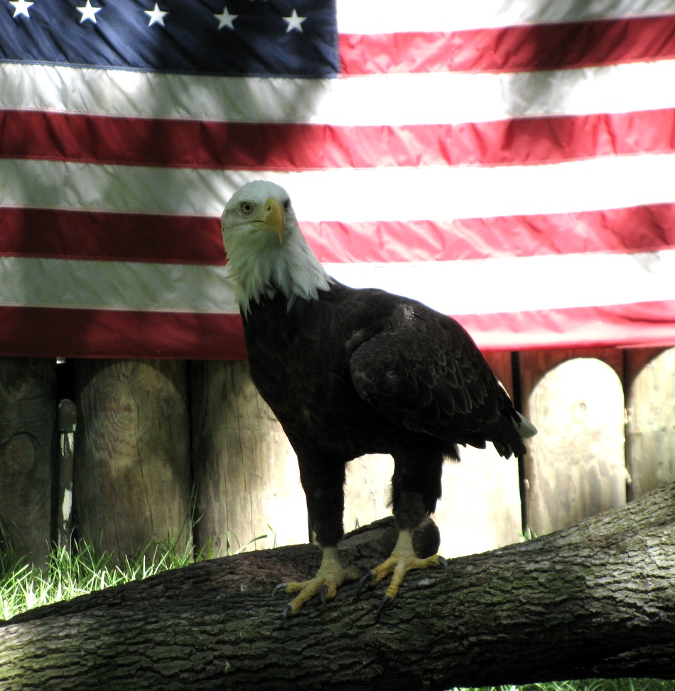 Gulf Coast Bald Eagles