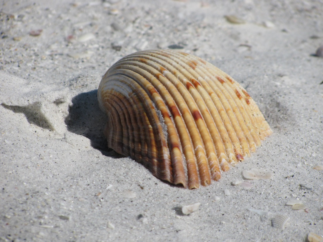 Remarkable Origin of Clearwater Beach Sand