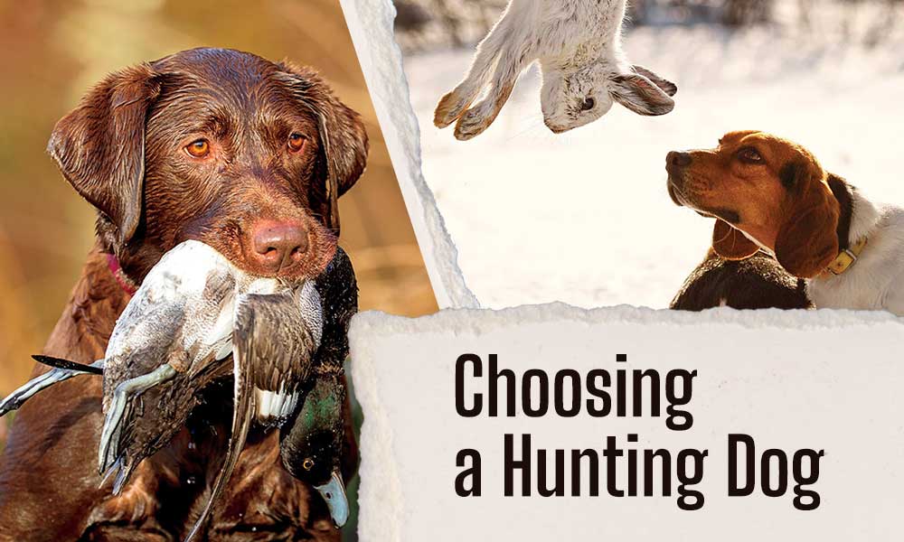 Choosing a hunting dog