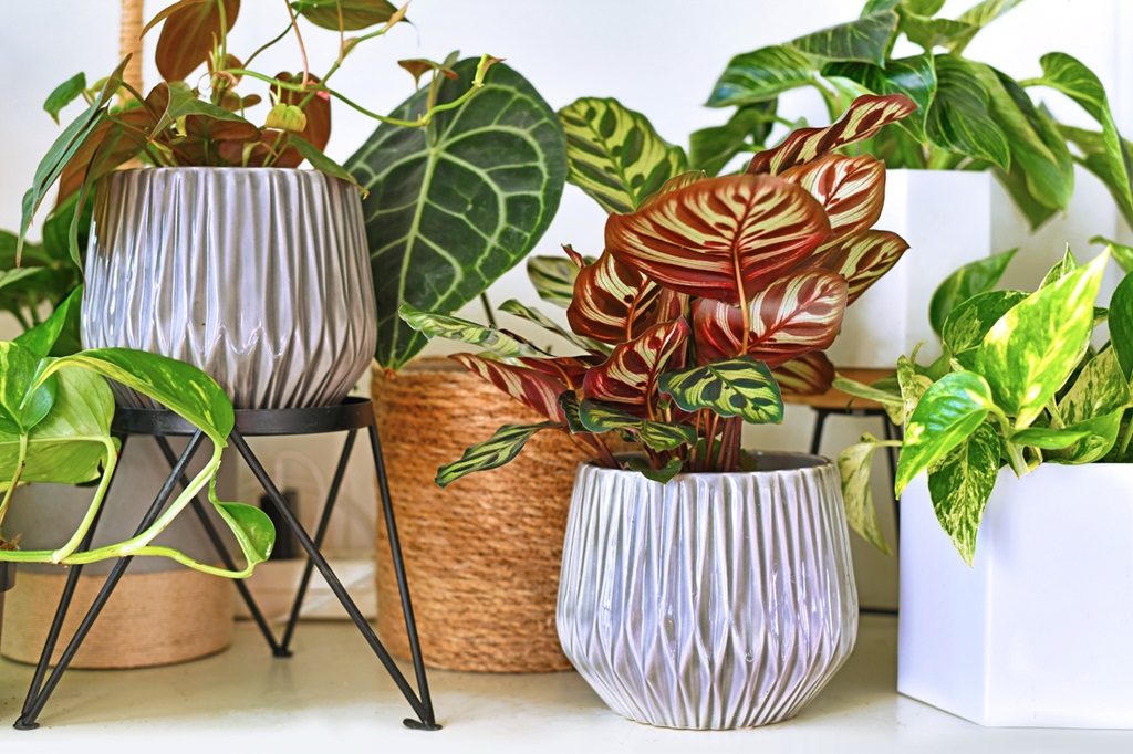 Various different trendy tropical house plants in flower pots arranged on shelf