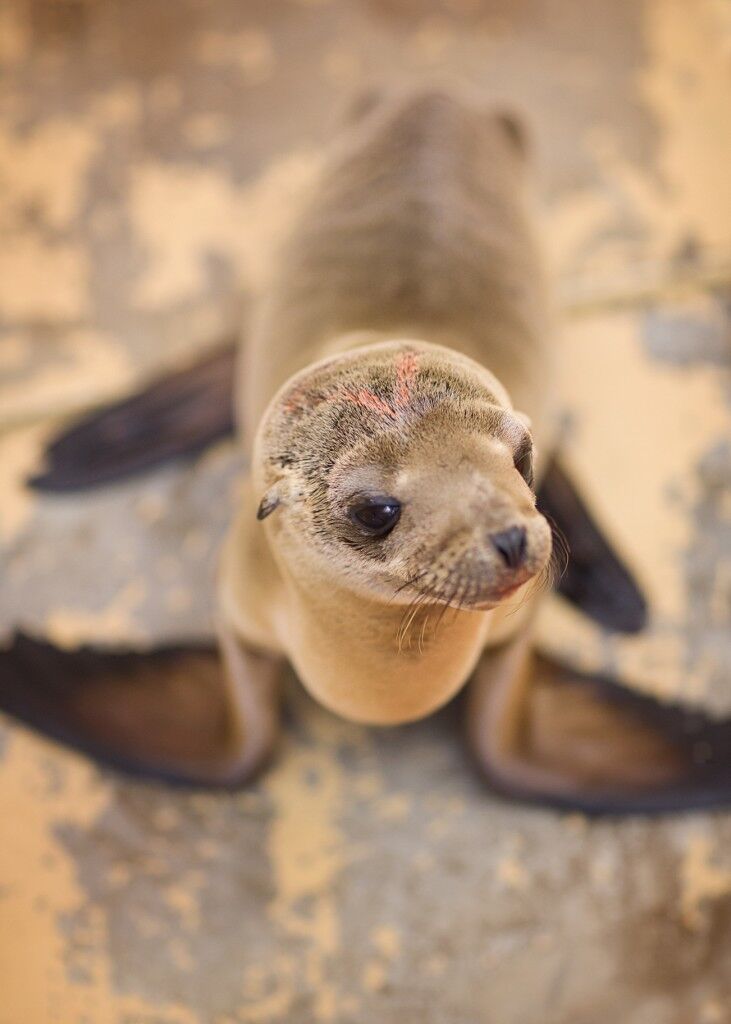 Sea Lion Pup #13