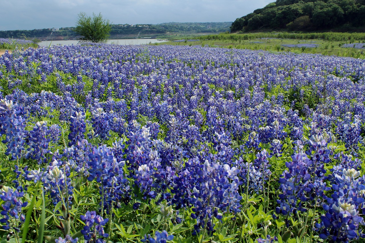 field of bluebonnets in texas