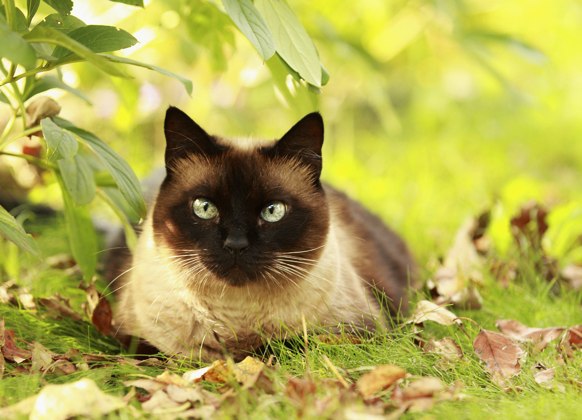 beautiful Siamese cat 