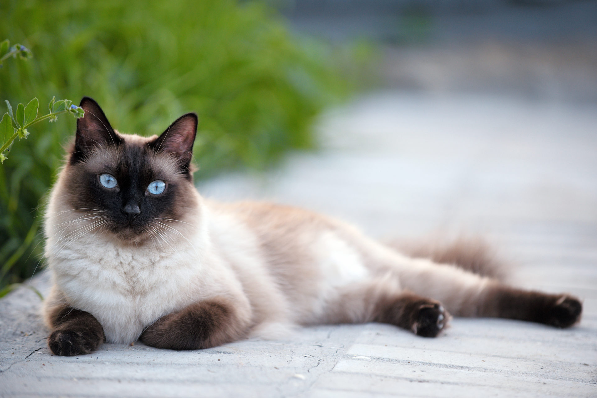 Siamese cat lying down